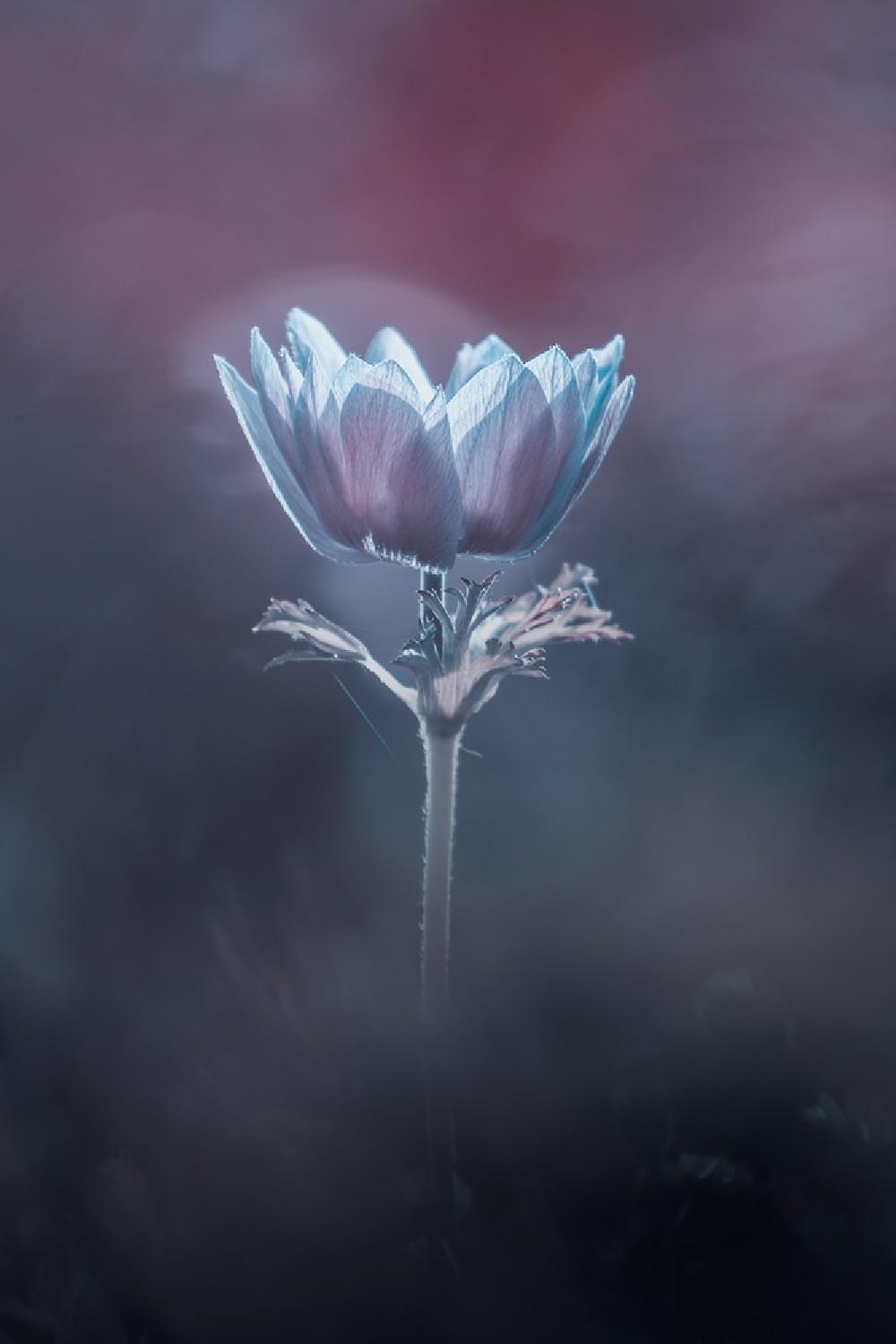 Flowers Grow In Silence Poster