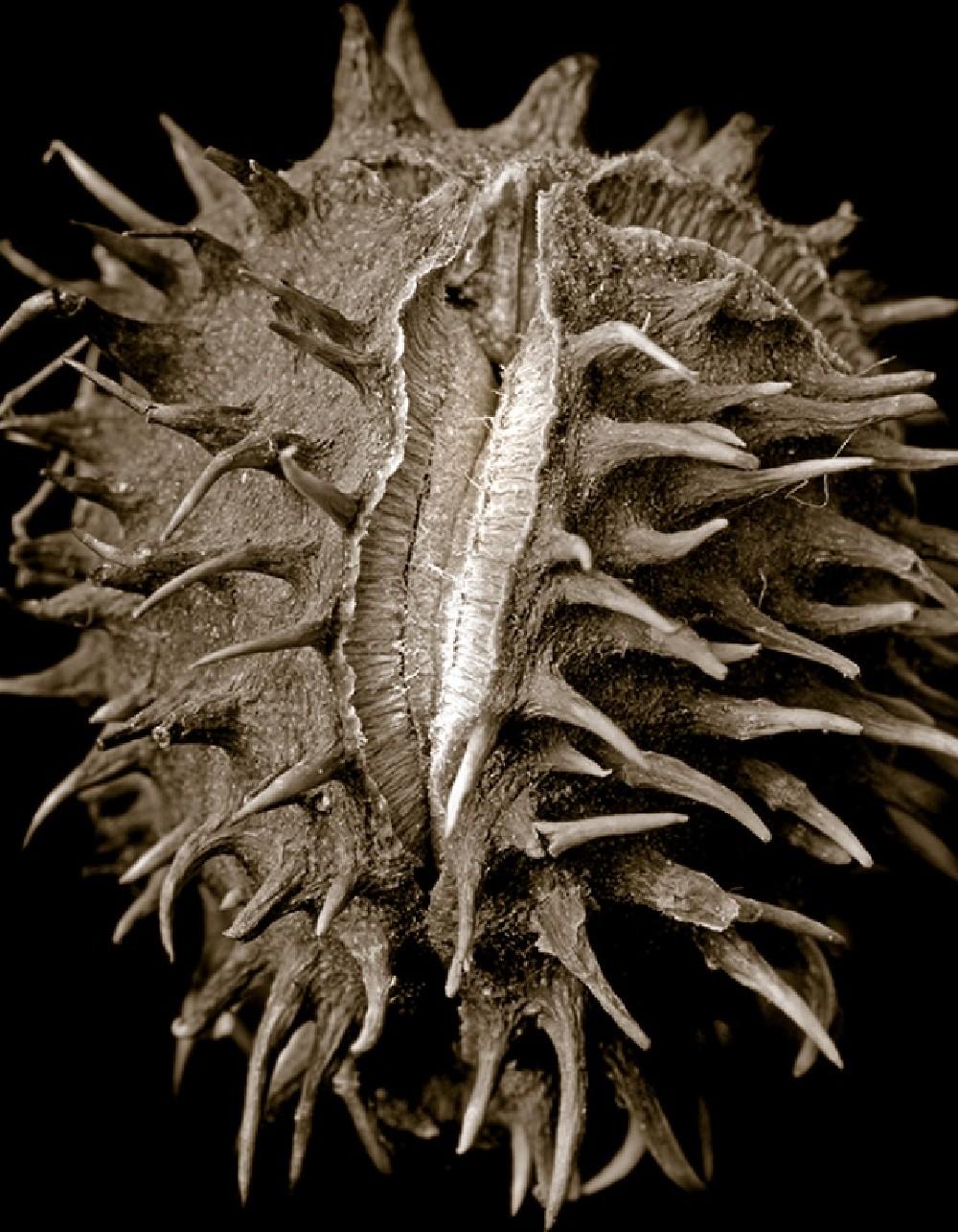 Chestnut Poster