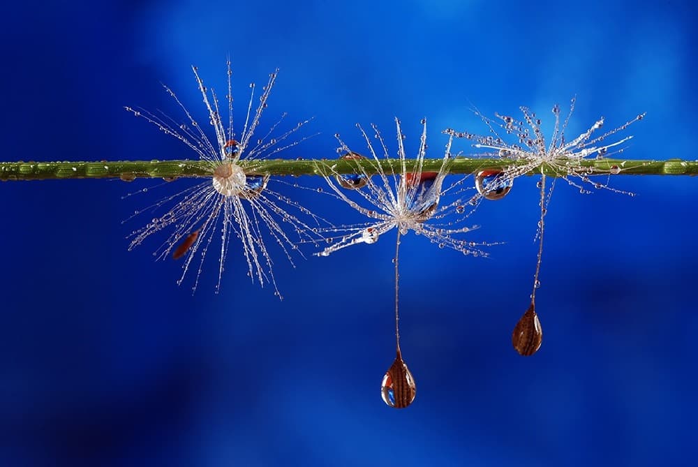 Blue Drops Of Life Poster