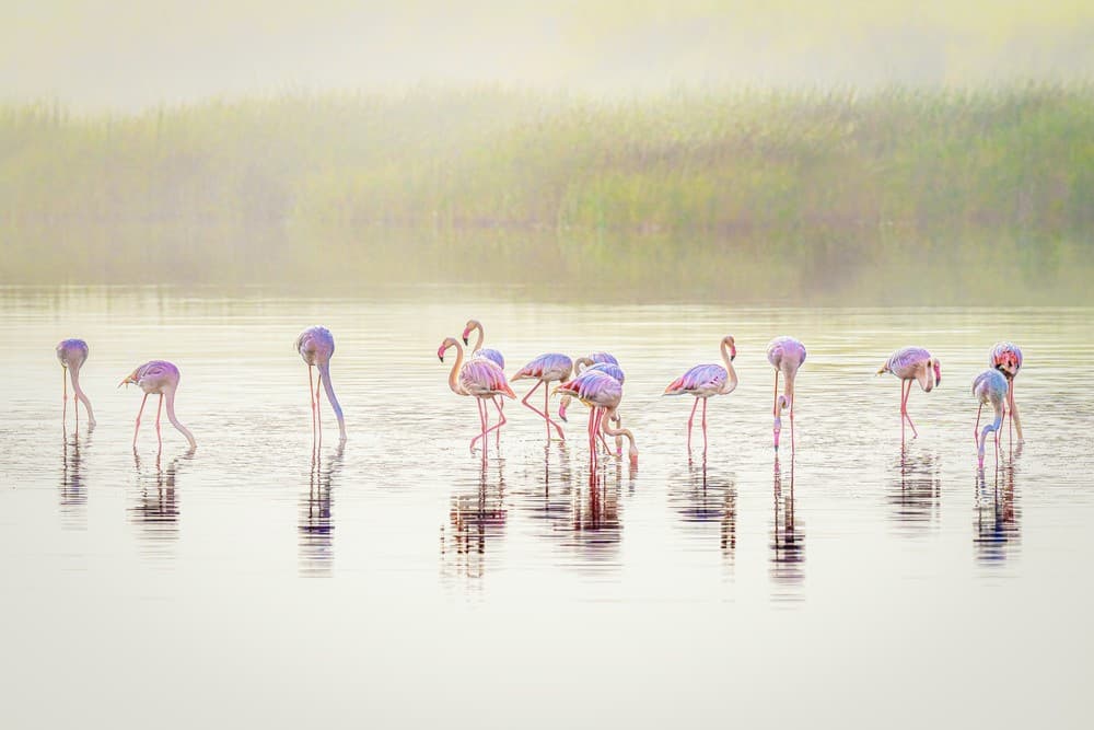 The Pastel Flamingos In The Mist Poster