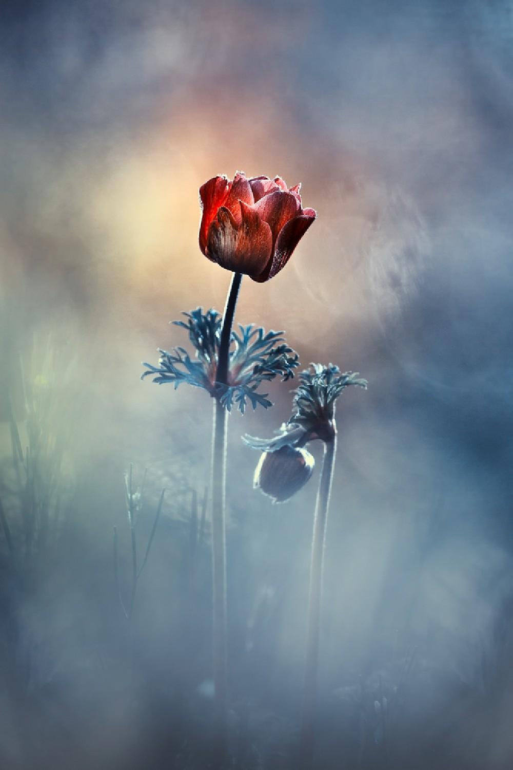 Where Poetry And Memories Remain Poster