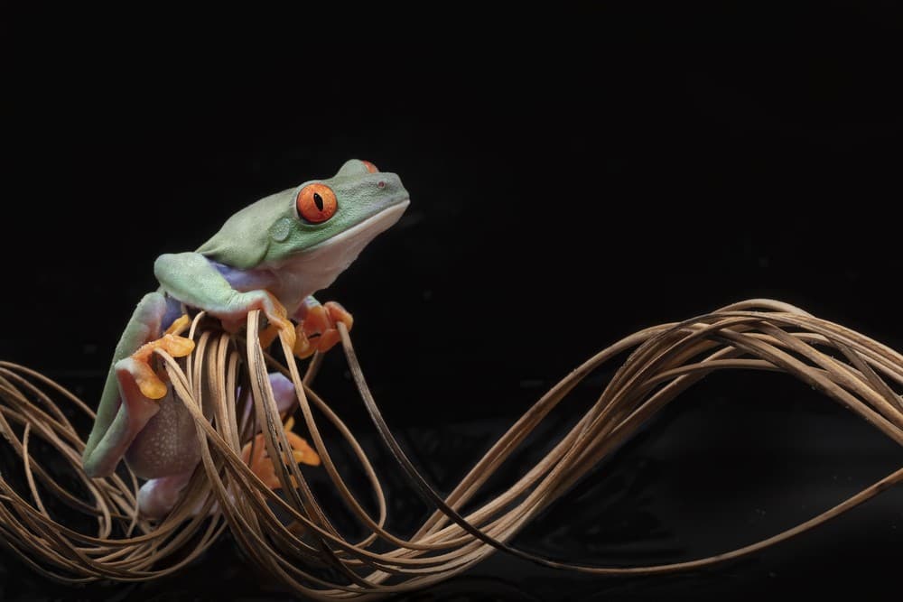 Red Eyed Tree Frog Poster