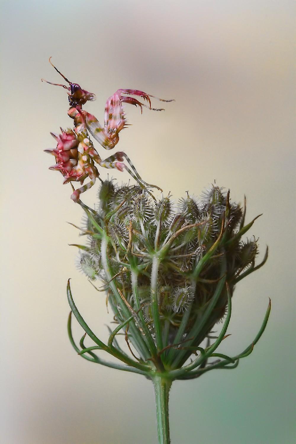 Flower Mantis Poster