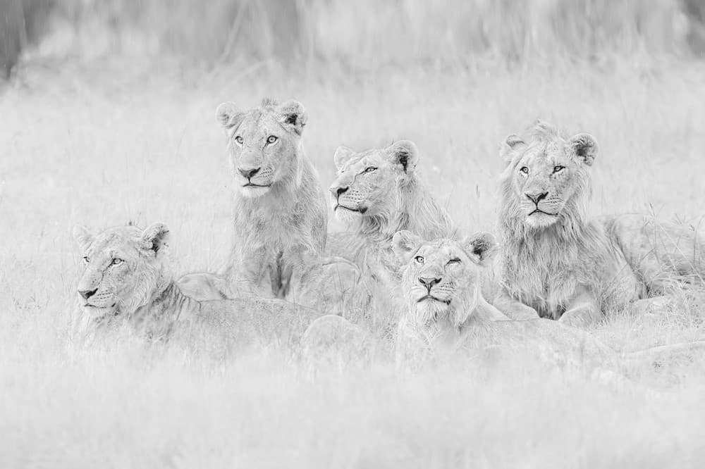 Brothers In A Little Rain Poster