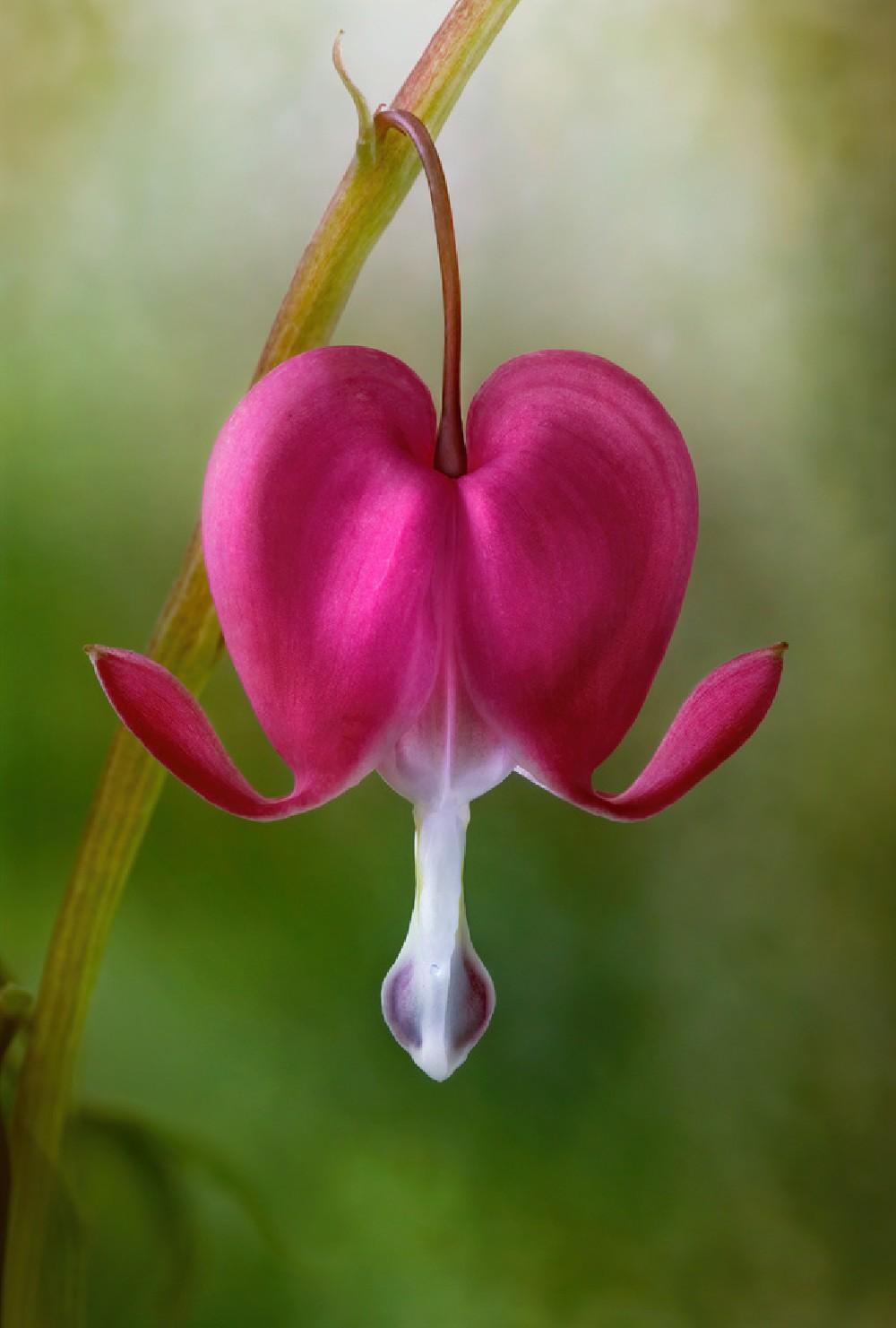 Bleeding Heart Poster