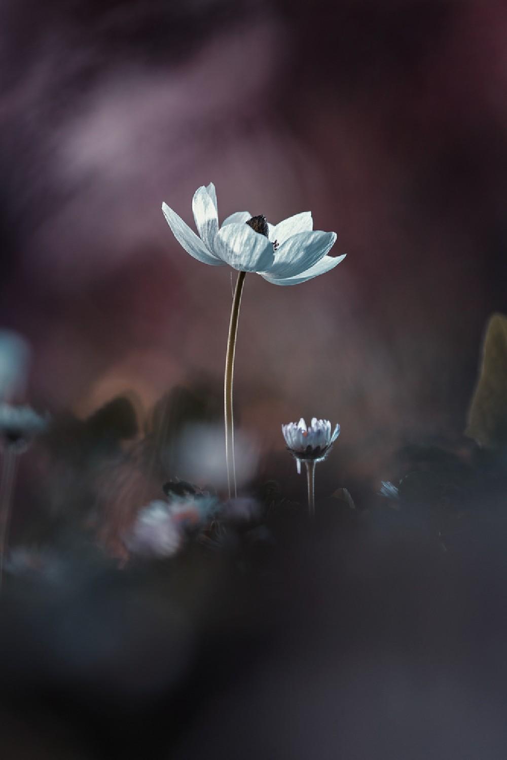 Elles, Mes Fleurs, Émoi Poster