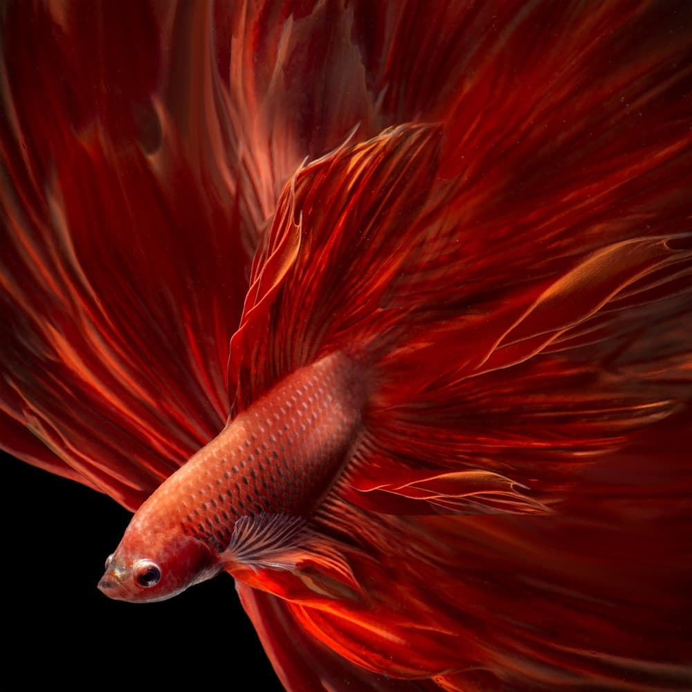 Red Fire Bettafish Poster