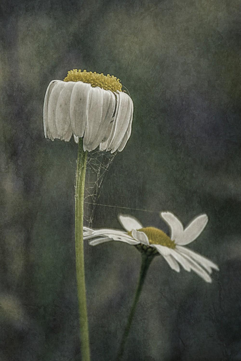 Hanging Daisy... Poster
