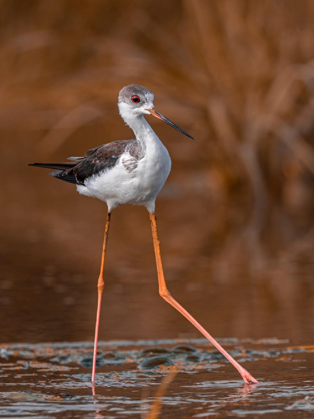 Black-Winged Stilt Poster