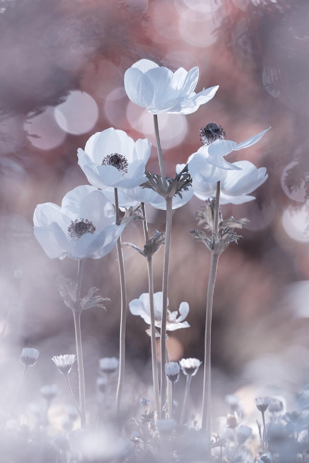 All The Flowers Of All The Tomorrows Are In The Seeds Of Today Poster