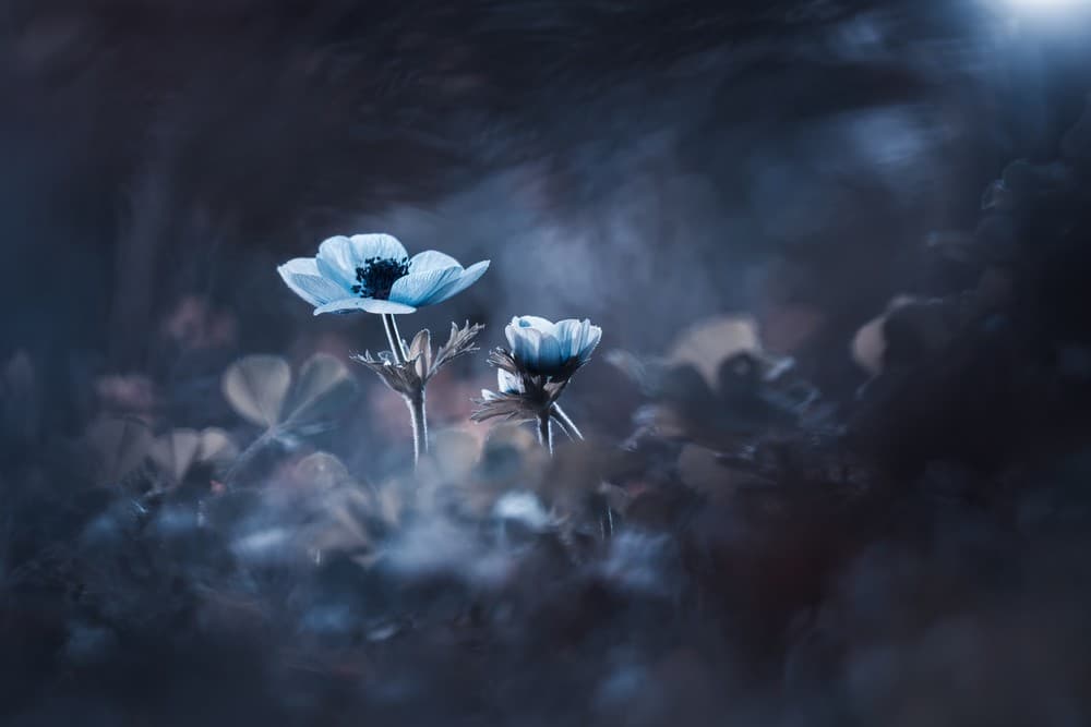 This Light Behind The Veil Poster