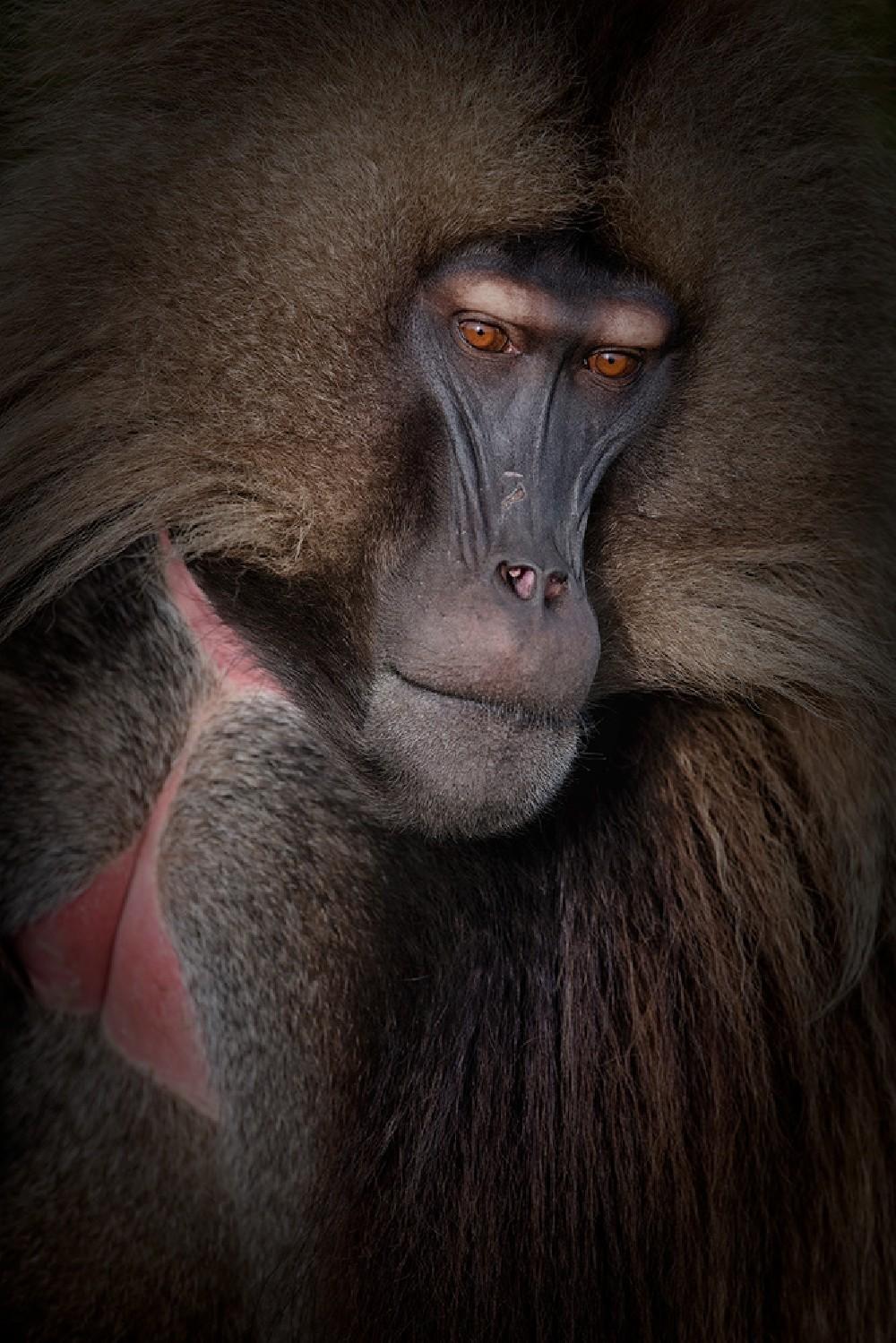 Gelada Portrait Poster