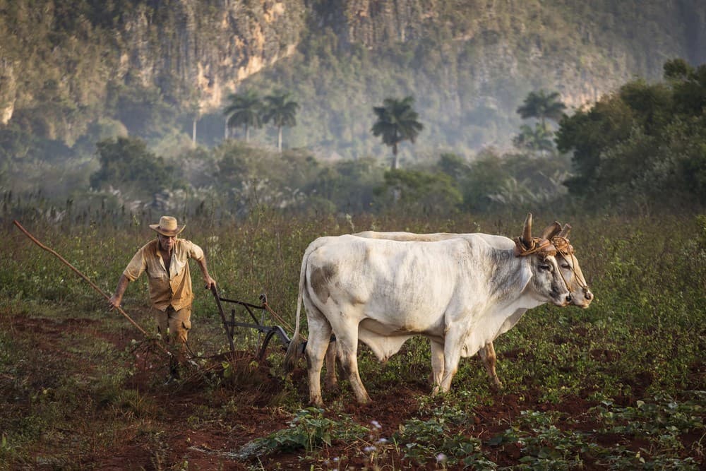 Vinales, Cuba Poster