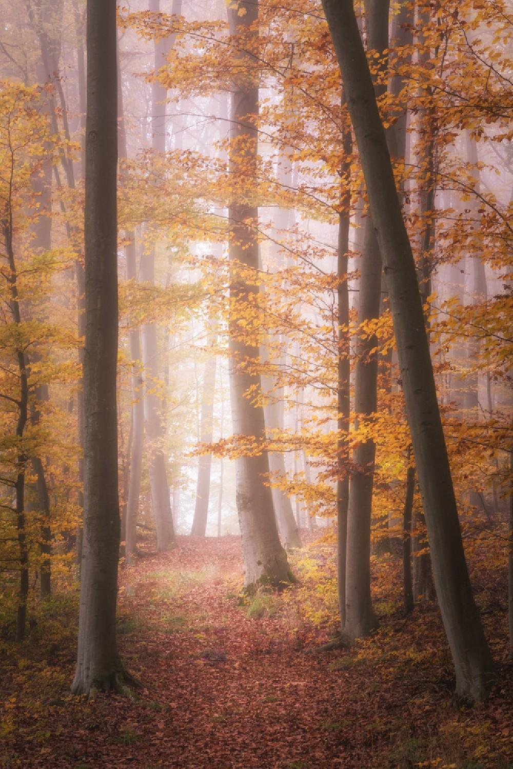 Autumn Woodland In Fog Poster
