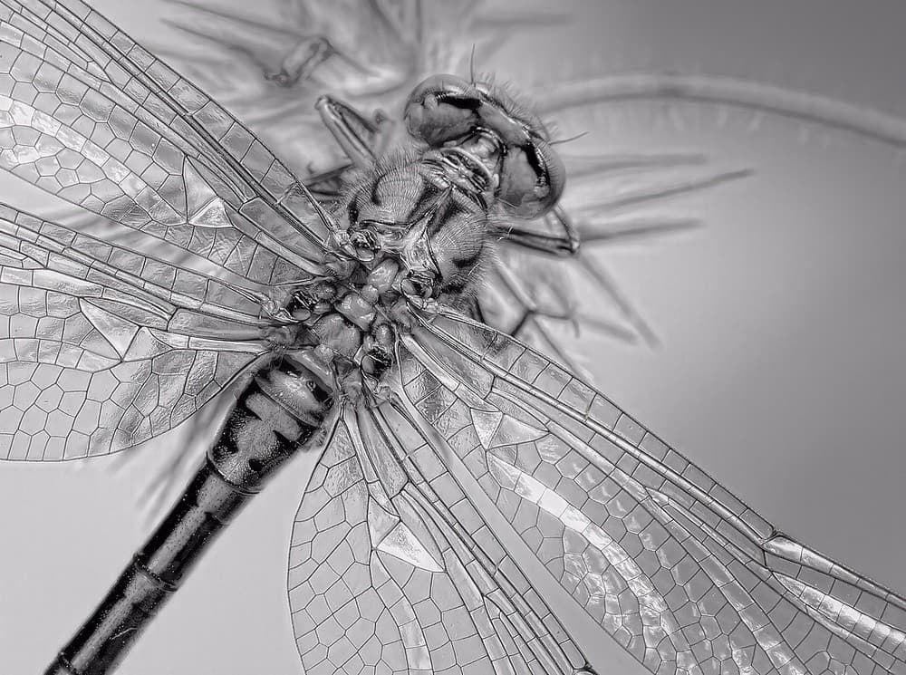 Dragonfly Wings Poster