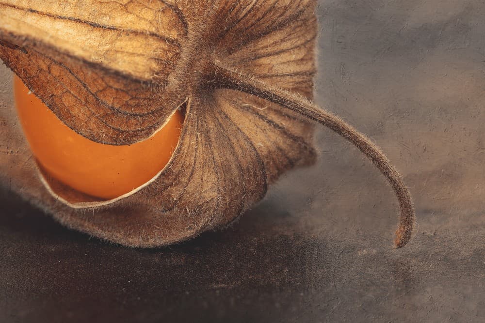 Jew's Cherry ... Poster