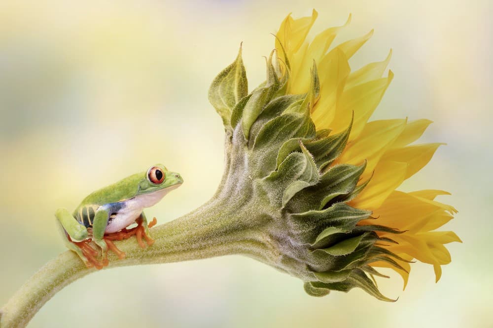 Red Eyed Tree Frog On A Sunflower Poster