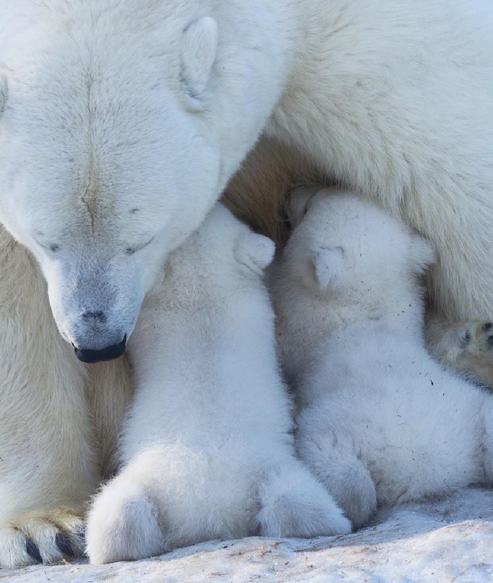 Polar Bear Mom Feeding Twins Cub Poster