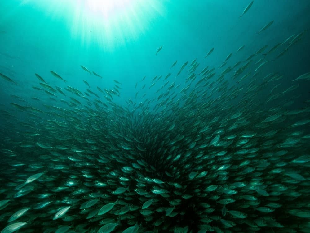 Scholl Of Sardines Poster