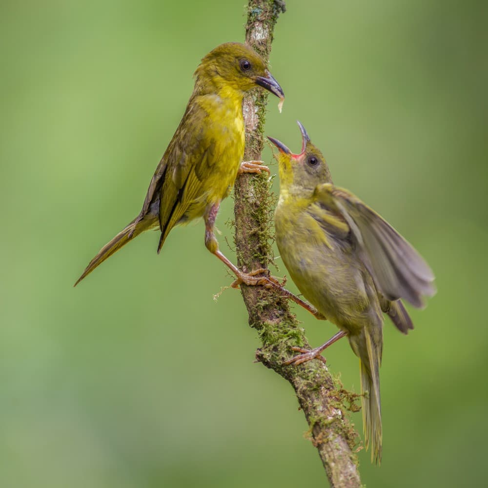 Olive-Green Tanager Feeding The Chick Poster