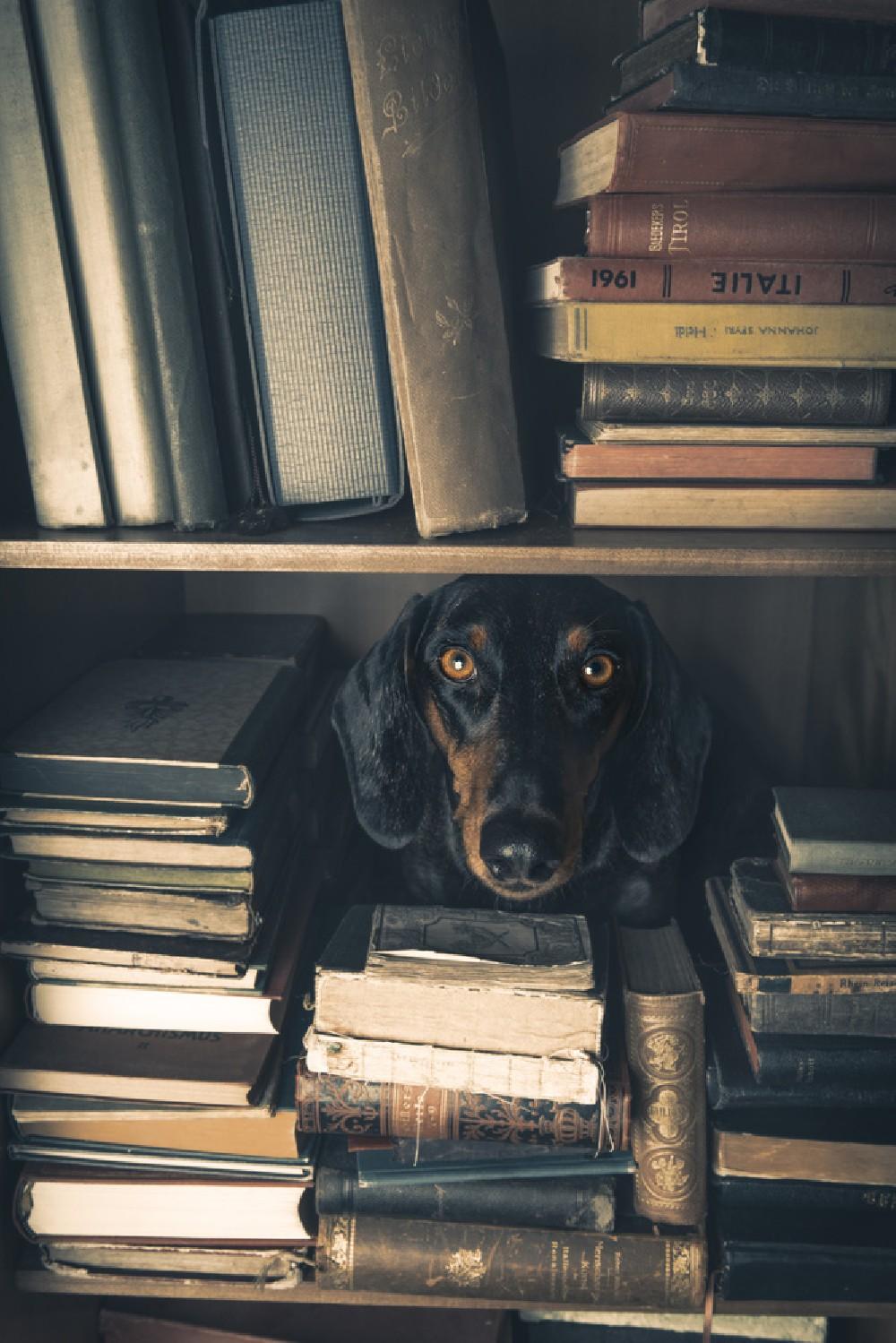 Der Kleine Bibliothekar - Little Librarian Poster