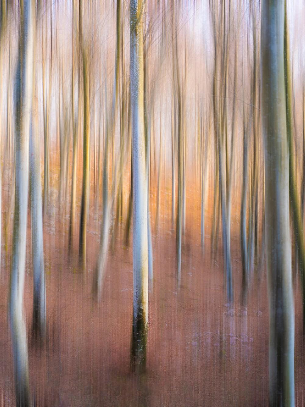 Magic Woodland Poster