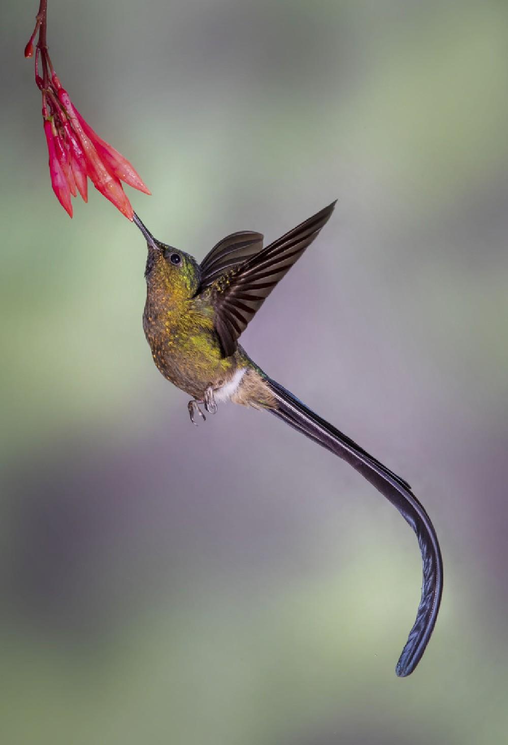 Elegant Violet-Tailed Sylph Poster