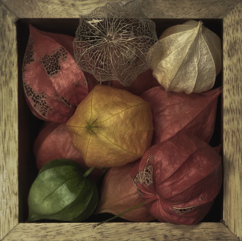 Physalis Alkekengi In A Box Poster
