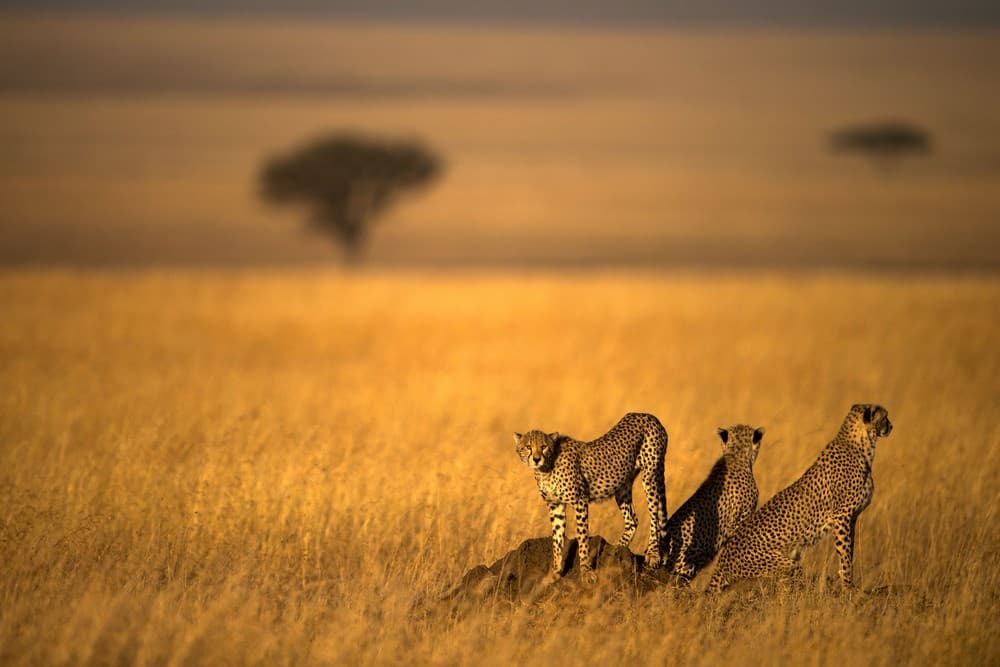 Landsape Of Cheetah Poster