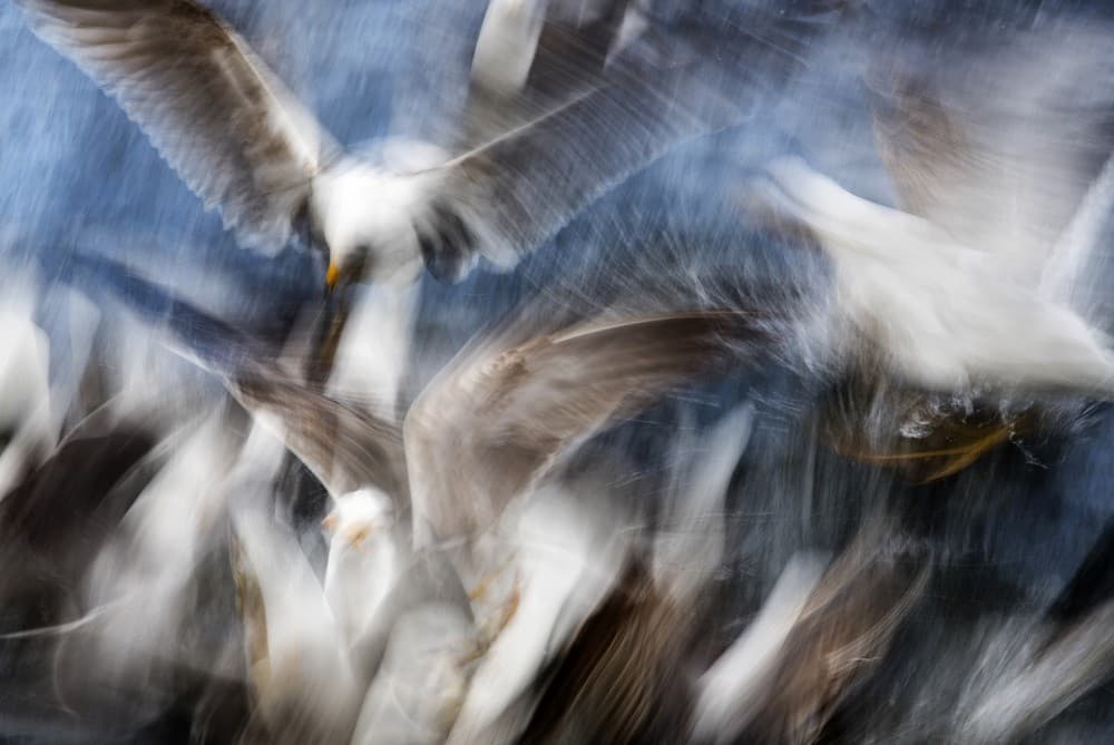 Gull Feeding Frenzy Poster