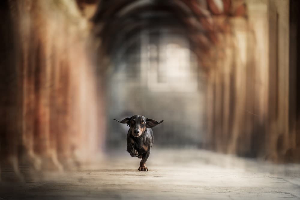 He Who Leaps For The Sky May Fall, It's True But He May Also Fly " - Lauren Oliver Poster