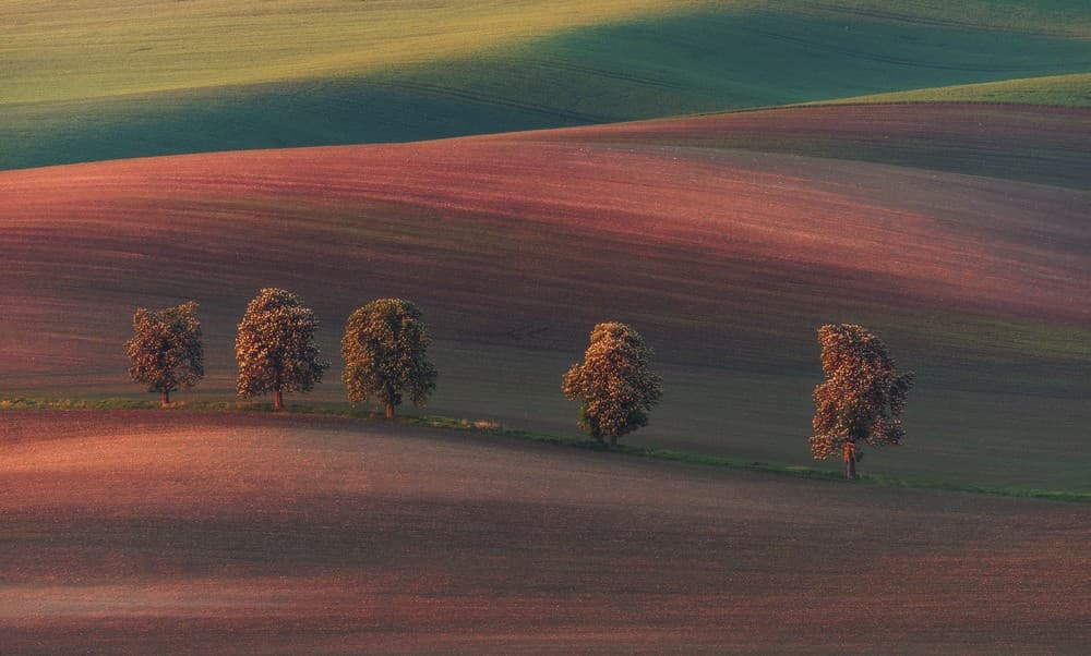 Chestnut Avenue Poster