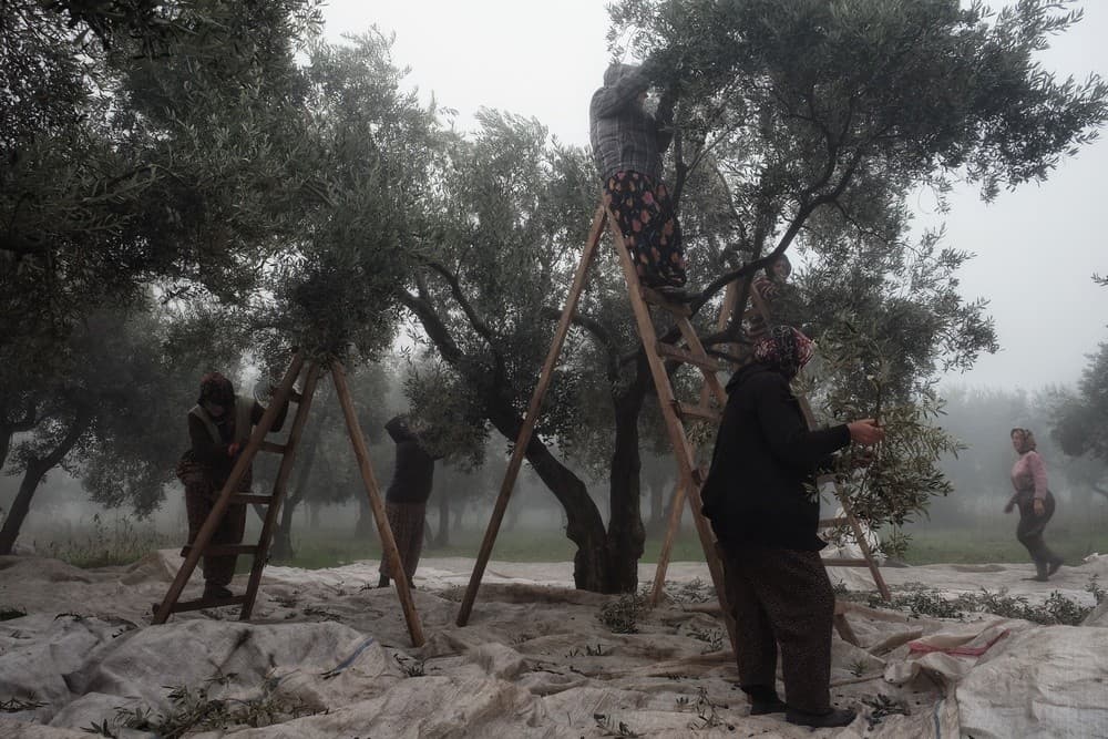 Olive Workers Poster