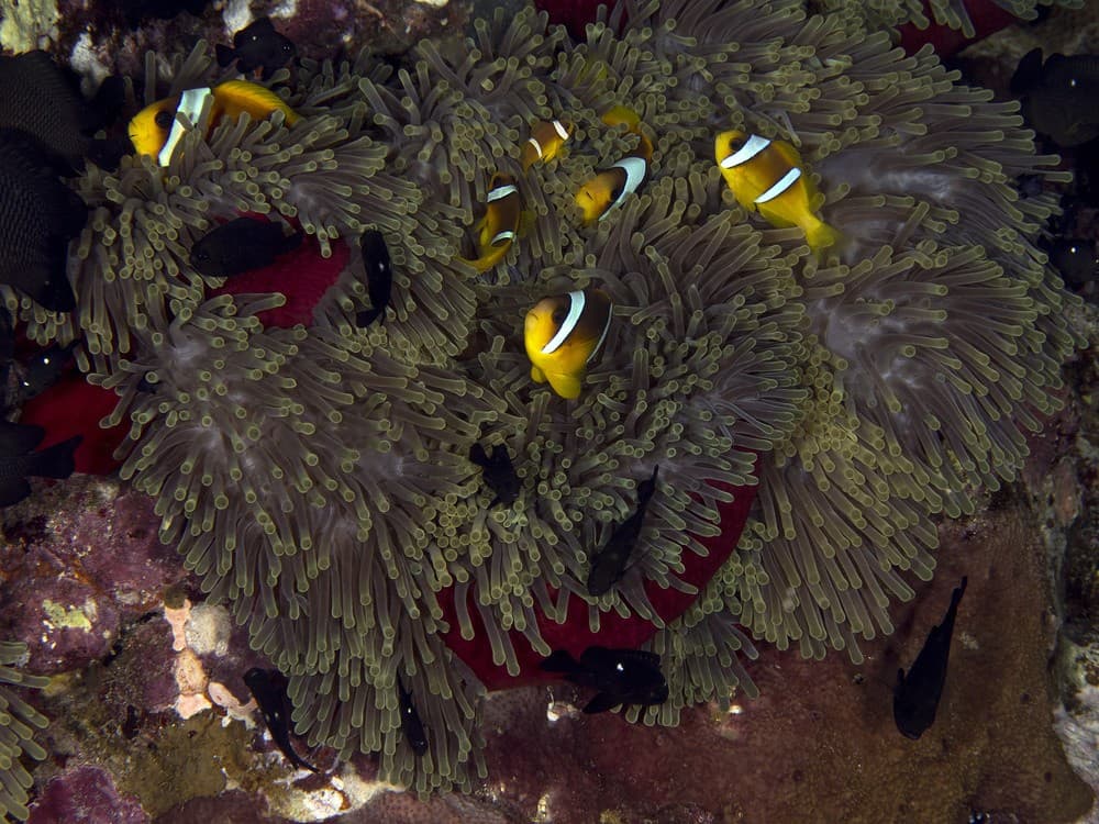 Red Sea Anemone Poster