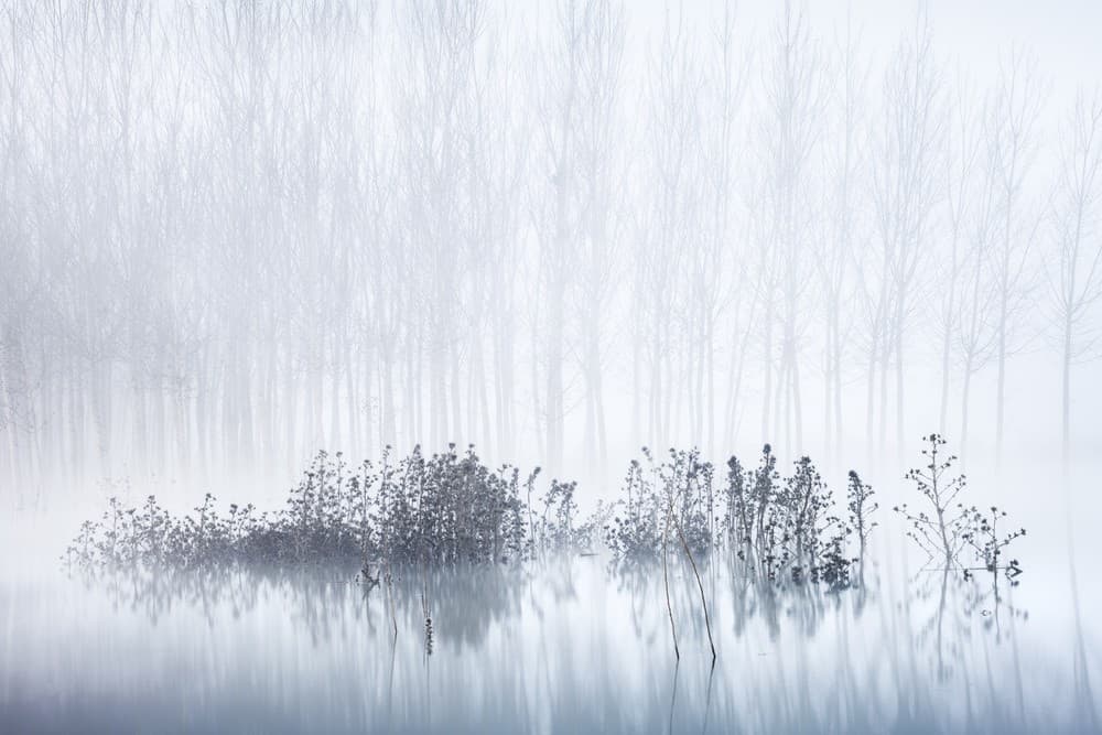 Cold &Amp Foggy Morning In The Swamp Poster
