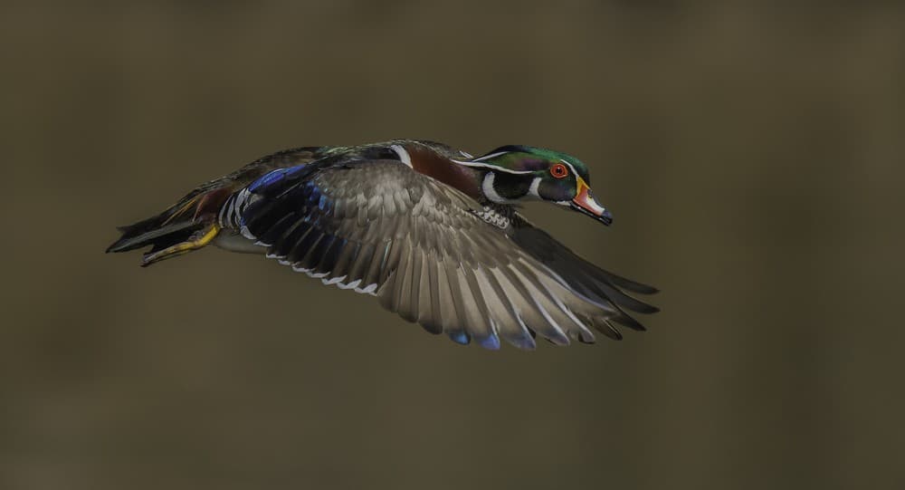 Wood Duck-Male In-Flight Poster