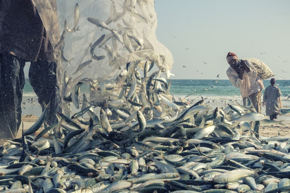 Fishing Sardine Poster