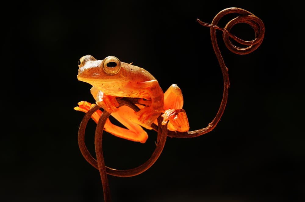 Tree Frog Poster