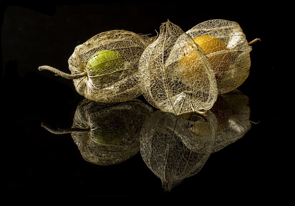 Physalis Alkekengi L. Poster