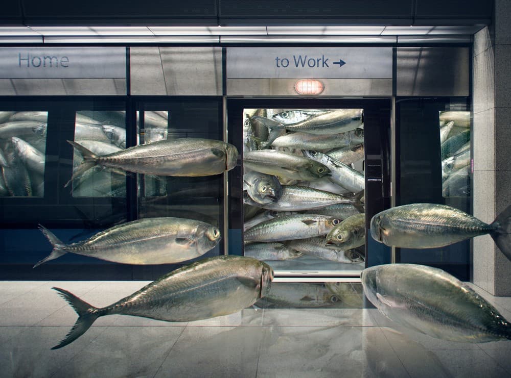 Urban Sardine Poster