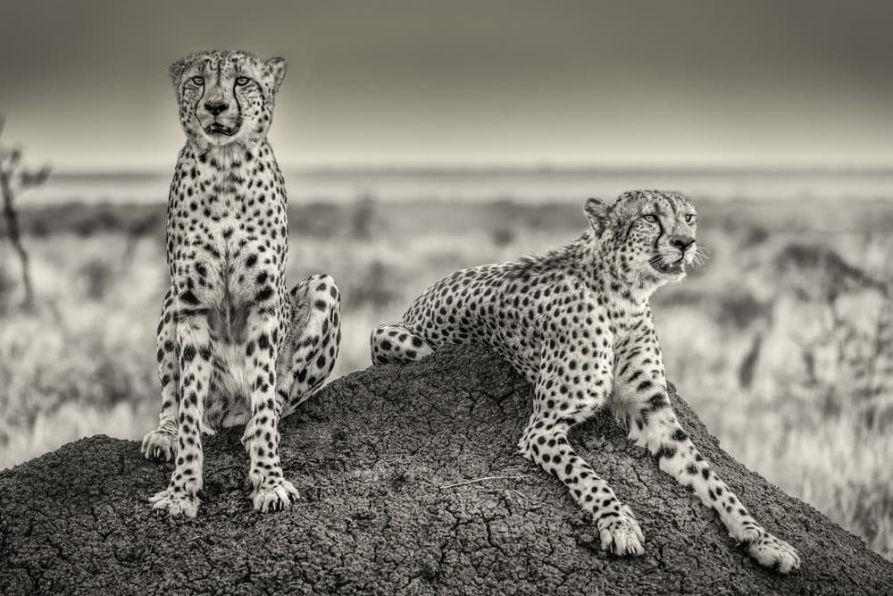 Two Cheetahs Watching Out Poster