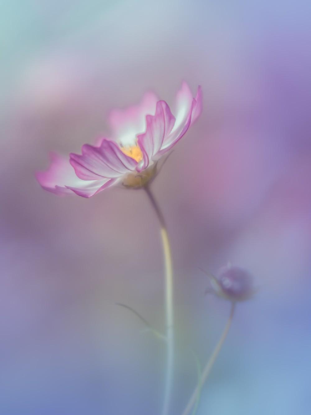 Pink Elegance Poster