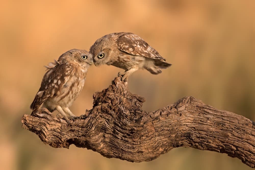 Brothers Forever Poster