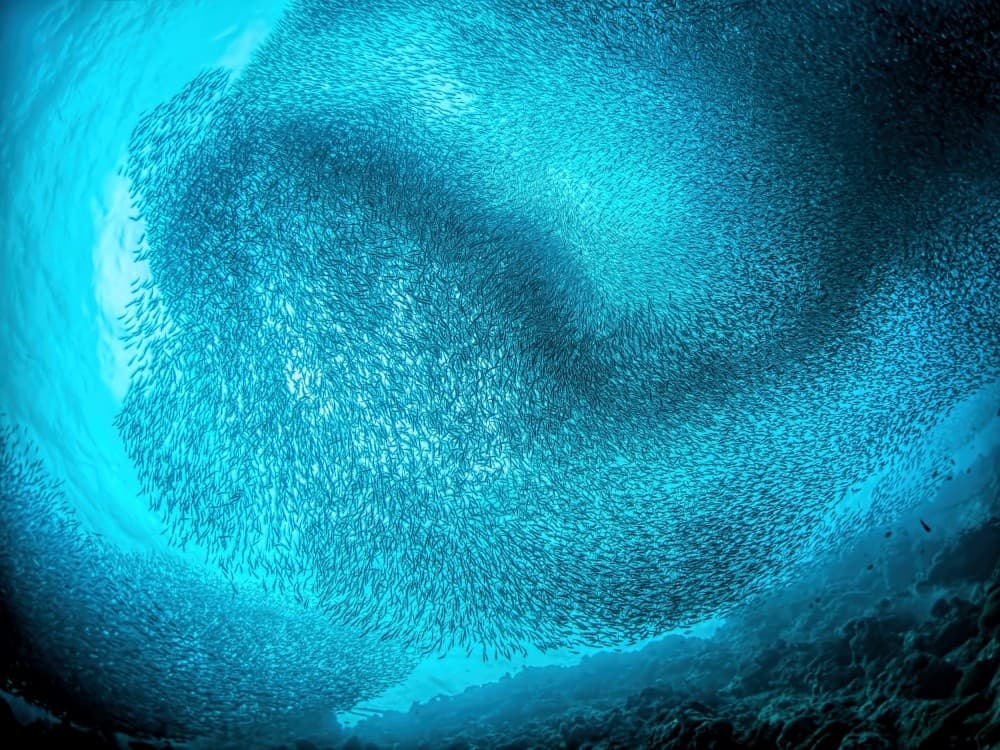 Schooling Sardines Poster