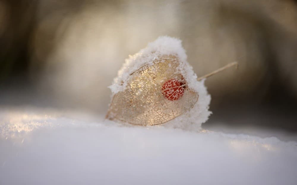 Physalis In Snow Poster