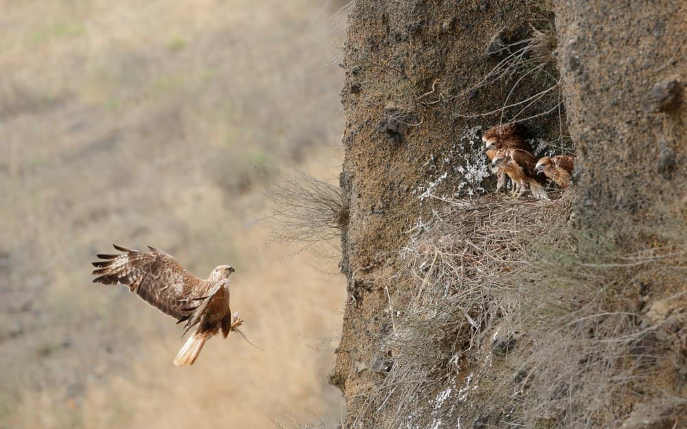 Skink Time - Long Legged Buzzard Poster