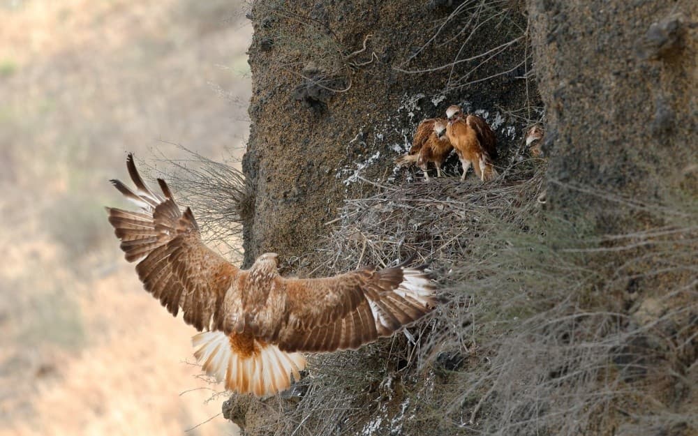 Mommy's Here - Long Legged Buzzard Poster