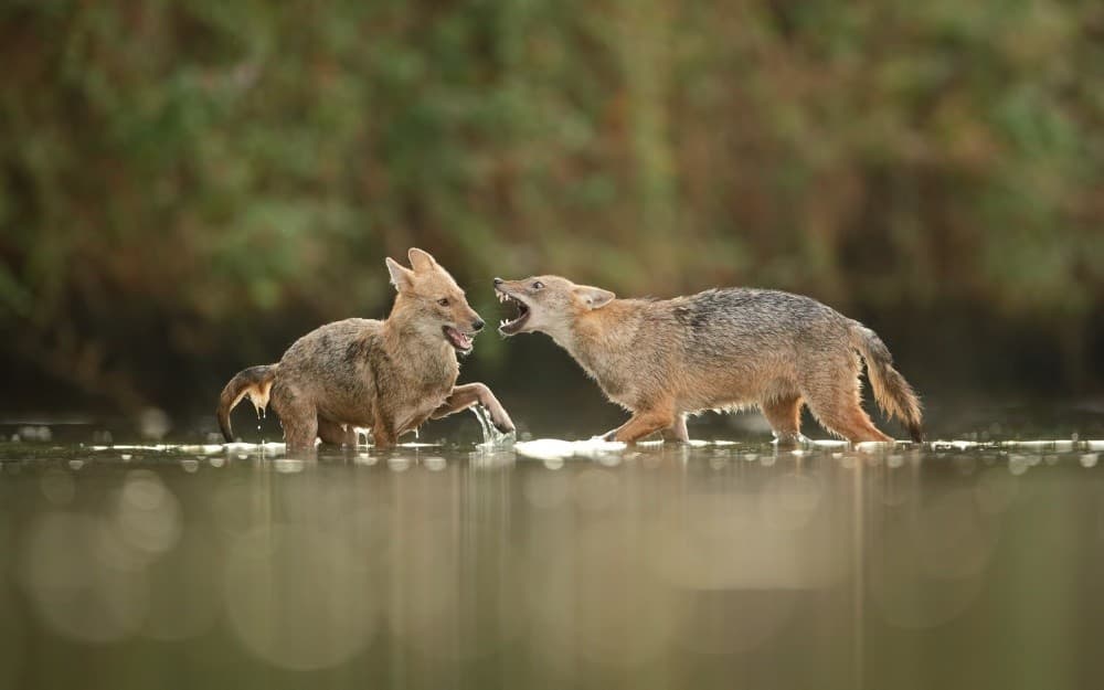 Fight - Jackals Poster