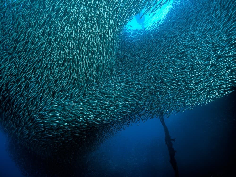 School Of Sardines Poster