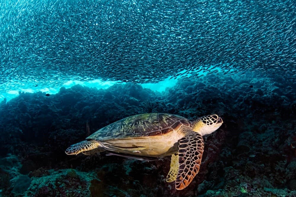Turtle And Sardines Poster
